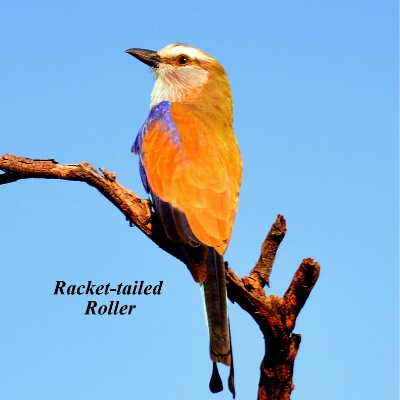 Racket-tailed Roller